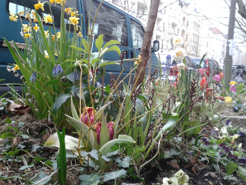 Blumen in der Hufelandstraße